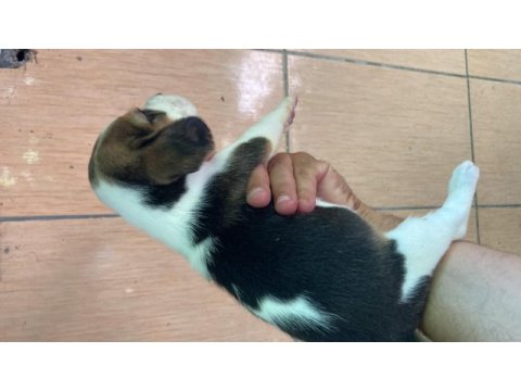 Beagle biblolar