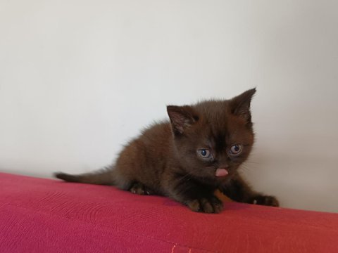 British shorthair kahverengi