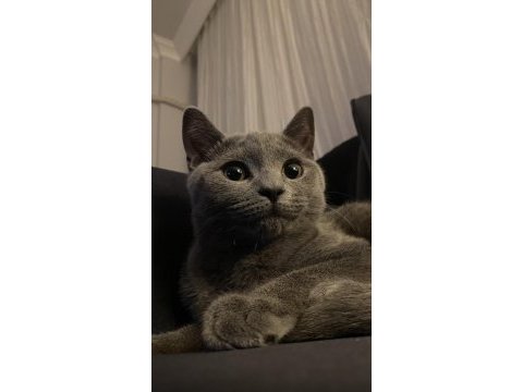 British shorthair kedisi