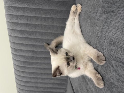 3 aylık dişi blue point british shorthair aşıları yapıldı