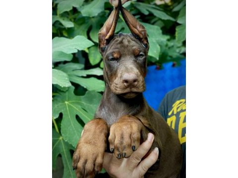 A şecereli doberman