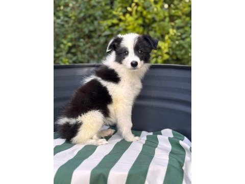 Petmode köpek çiftliğinden border coli yavrularımız