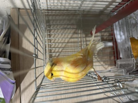 Renk güzeli öten kanarya