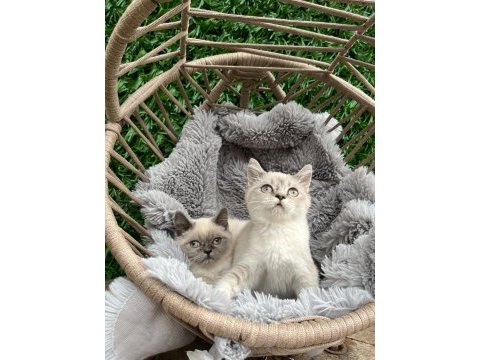 Scottish fold ve british yavrularımız