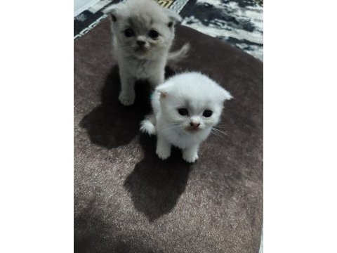 Siyam ve british kedi karışımı