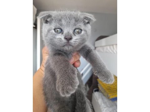 Scottish fold scottish yavrular