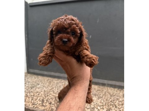 Kısa kuyruk kore dark brown yavrular