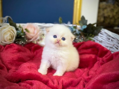 Highland fold red point scottish fold bebeğimiz