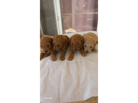 Poodle yavrusu bebeğimiz