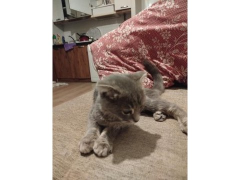 4 aylık scottish fold yavru