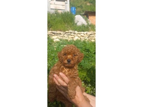 Dişi toy poodle a kalite