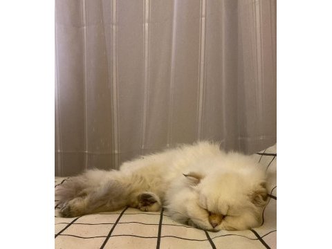 British longhair 8 aylık dişi