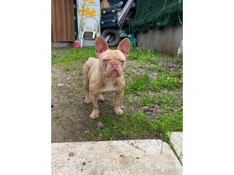 İsabella güzel bir french bulldog erkeği