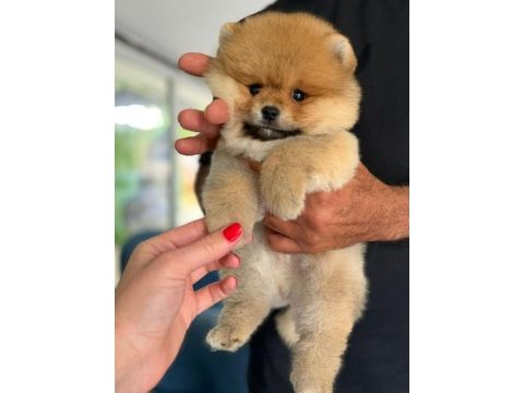 A kalite tesy bear ayı surat pomeranian