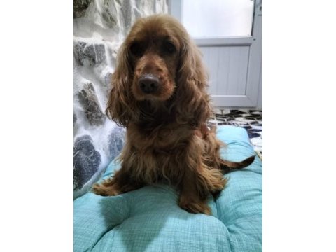 Komut eğitimli ve tuvalet eğitimli efsane köpeğimiz kuki