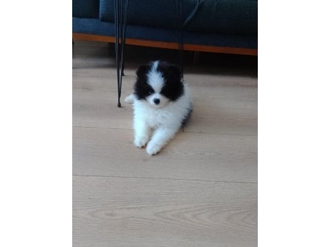 Pomeranian boo teacup yavrular