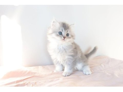 Safkan british longhair blue golden