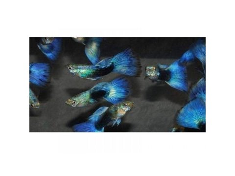 Neon blue lepistes damızlık