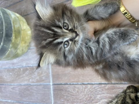 Yavru scottish fold kedimiz