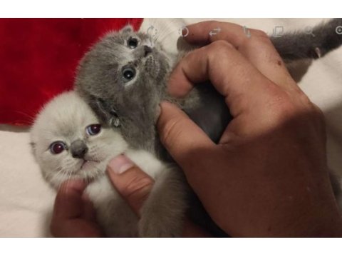 Safkan bicolor ve golden süt beyaz british longhair yavrular