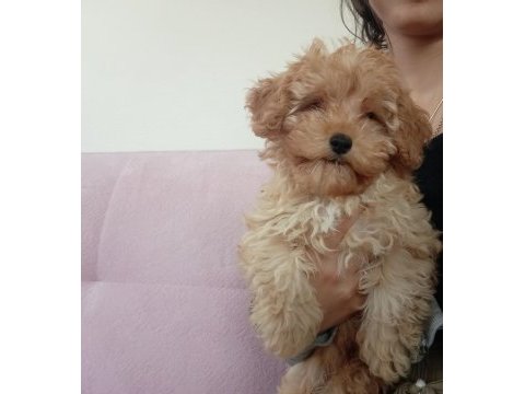 Teacup f2 maltipoo yavrumuz