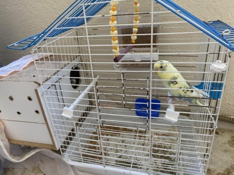 Bir çift muhabbet kuşu ve kafesi