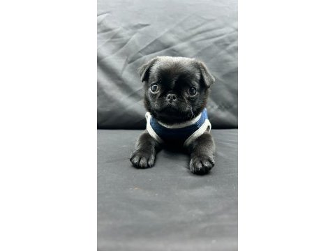 3 ay günlük siyah pug yavrusu