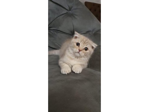Mama karşılığı 2.5 aylık erkek scottish fold
