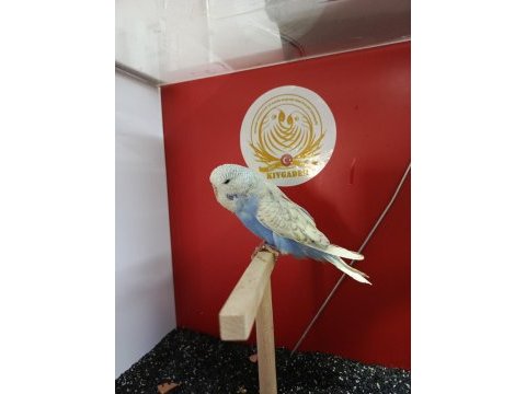 Show yerli rainbow muhabbet kuşu yavrularımız