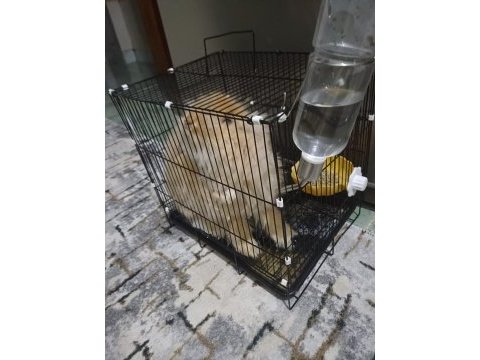 Satılık hollanda lop tavşanı 4 aylık