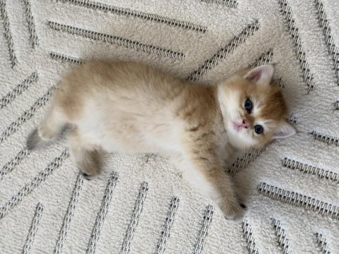 British shorthair kedisi