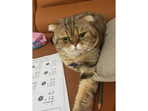 Çok sakin bir beyefendi scottish fold