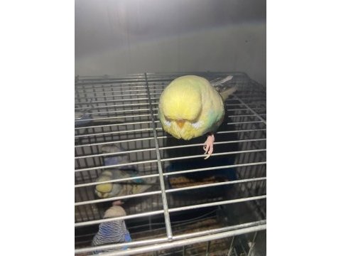 Şov jumbo muhabbet kuşu