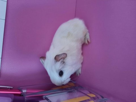 Sheltie guinea pig yavrumuz