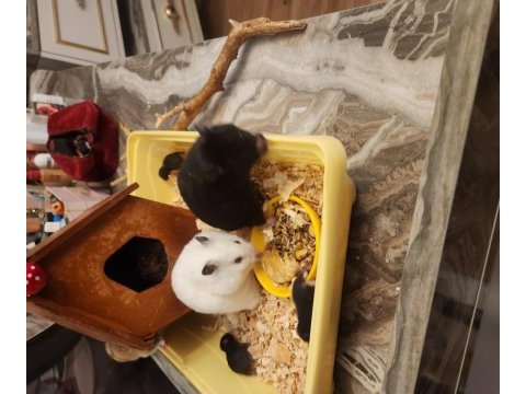 Sahibinden suriye hamster orjinal ele alışkındır
