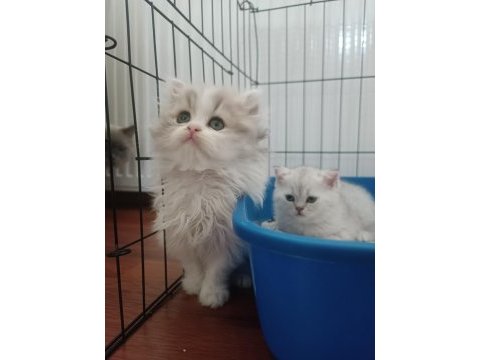 British longhair bicolor erkek