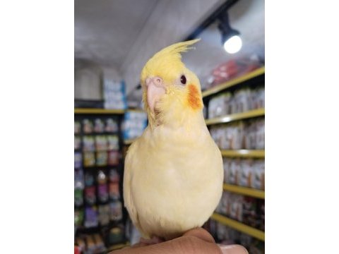 Yeni yeme düşmüş ele alışık ısırma bilmez bebek kuşlar