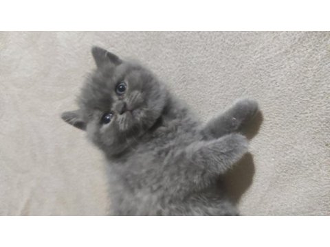 Minik british shorthair kız