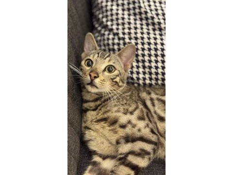 11-12 aylık sağlıklı bengal kedisi