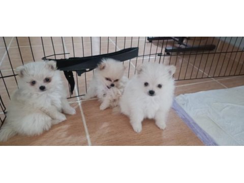 Sağlıklı pomeranian köpekler evinizin neşesi olacaklar