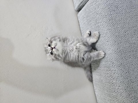 56 günlük scottish fold dişi ve erkek yavrular