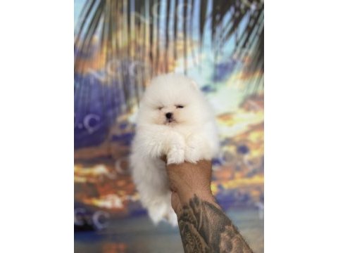 Pomeranian kar topları hazır