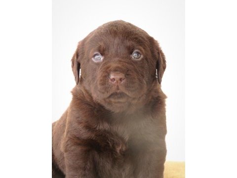 Kıf şecereli çikolata labrador yavrular