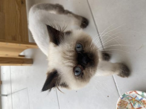 Exotic shorthair 3.5 aylık
