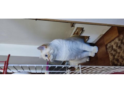 Red point british shorthair