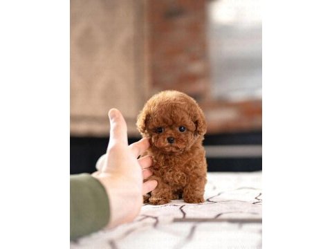 Sevgilisiyle küs olanlara özel toy poodle bebeklerim