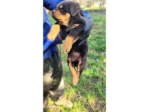Üst düzey kalite rottweıler piyasaya göre uygun