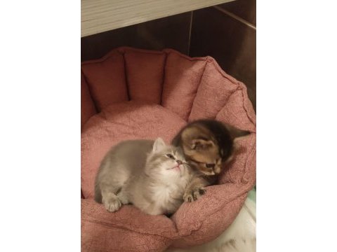 1 ay 20 günlük sılver black tabby british longhair