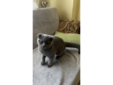 4 aylık british shorthair kırık kulak dişi