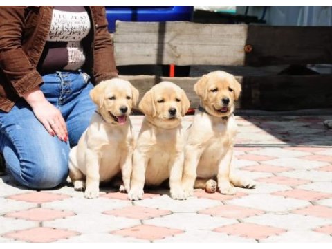 Labrador retriever yavruları muhteşem formda